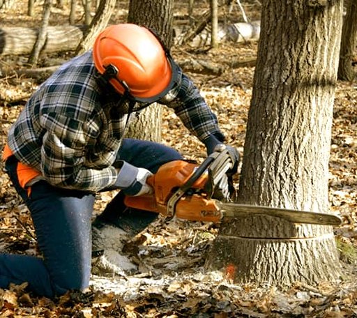 Tree Removal in Gail, TX